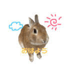 ちょふりんの毎日2（個別スタンプ：1）