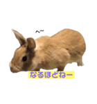 ちょふりんの毎日2（個別スタンプ：17）