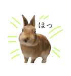 ちょふりんの毎日2（個別スタンプ：22）