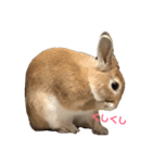 ちょふりんの毎日2（個別スタンプ：30）