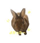 ちょふりんの毎日2（個別スタンプ：34）