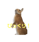ちょふりんの毎日2（個別スタンプ：36）