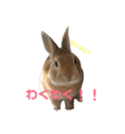 ちょふりんの毎日2（個別スタンプ：38）