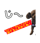 プードルトミー（個別スタンプ：2）
