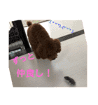 プードルトミー（個別スタンプ：3）