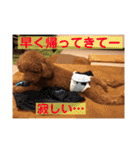 プードルトミー（個別スタンプ：6）
