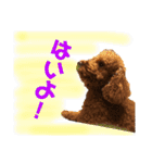 プードルトミー（個別スタンプ：8）