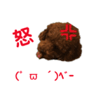 プードルトミー（個別スタンプ：10）