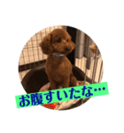 プードルトミー（個別スタンプ：11）