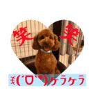 プードルトミー（個別スタンプ：12）