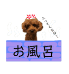 プードルトミー（個別スタンプ：13）