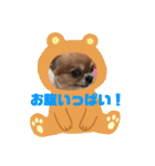 プードルトミー（個別スタンプ：16）