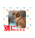 プードルトミー（個別スタンプ：18）