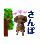 プードルトミー（個別スタンプ：24）