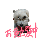 パワフルしようたです（個別スタンプ：1）