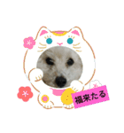 パワフルしようたです（個別スタンプ：5）