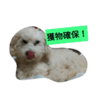 パワフルしようたです（個別スタンプ：13）