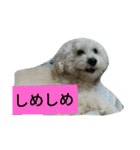 パワフルしようたです（個別スタンプ：15）