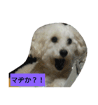 パワフルしようたです（個別スタンプ：16）