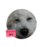 パワフルしようたです（個別スタンプ：17）