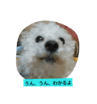 パワフルしようたです（個別スタンプ：20）