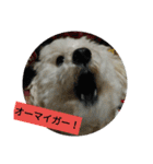 パワフルしようたです（個別スタンプ：21）