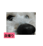 パワフルしようたです（個別スタンプ：28）