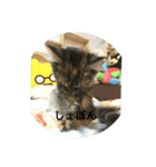 うちのショコラの1日（個別スタンプ：5）
