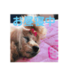 我が家のスタンプ①（個別スタンプ：6）