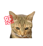 我がネコすたんぷ（個別スタンプ：2）