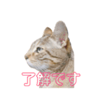 我がネコすたんぷ（個別スタンプ：3）