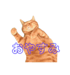 我がネコすたんぷ（個別スタンプ：5）
