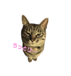 我がネコすたんぷ（個別スタンプ：7）