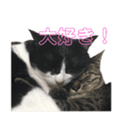 我がネコすたんぷ（個別スタンプ：9）