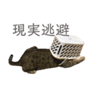 我がネコすたんぷ（個別スタンプ：10）