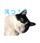 我がネコすたんぷ（個別スタンプ：11）