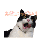 我がネコすたんぷ（個別スタンプ：12）