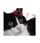 我がネコすたんぷ（個別スタンプ：13）