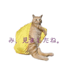 我がネコすたんぷ（個別スタンプ：15）