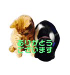 我がネコすたんぷ（個別スタンプ：16）