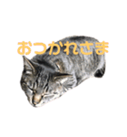我がネコすたんぷ（個別スタンプ：18）
