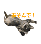 我がネコすたんぷ（個別スタンプ：19）