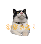 我がネコすたんぷ（個別スタンプ：22）
