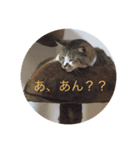 テっちゃん組2（個別スタンプ：5）