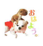 たれ耳チワワ りんちゃんのスタンプです。（個別スタンプ：1）
