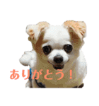 たれ耳チワワ りんちゃんのスタンプです。（個別スタンプ：2）