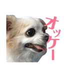 たれ耳チワワ りんちゃんのスタンプです。（個別スタンプ：3）