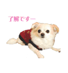 たれ耳チワワ りんちゃんのスタンプです。（個別スタンプ：4）