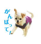 たれ耳チワワ りんちゃんのスタンプです。（個別スタンプ：5）