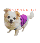 たれ耳チワワ りんちゃんのスタンプです。（個別スタンプ：6）
